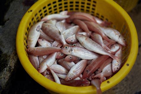 Fishy Smell Around Penis: Causes and Solutions .